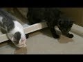 外に出してみる　子猫　保護　１５日目