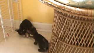 F1Havana Brown kittens July 22, 2012 by XocolCat 80 views 11 years ago 59 seconds