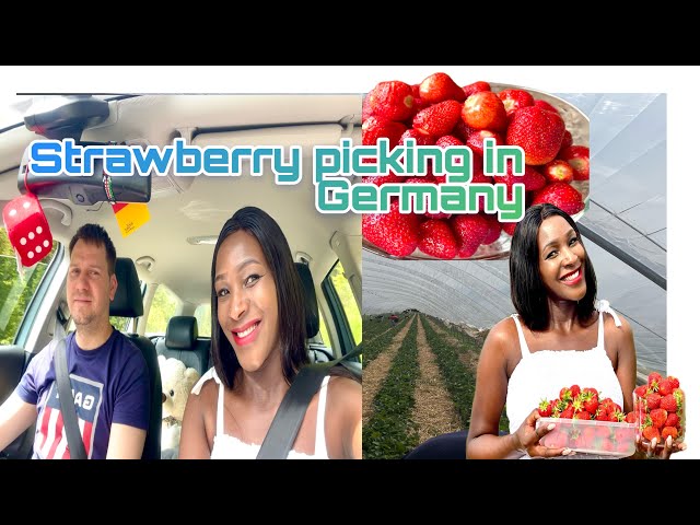 Picking Strawberries In Germany - Live and Let's Fly