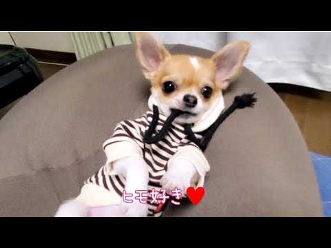 チワワ赤ちゃんパーカー 紐好きのチワワにはたまらないらしい笑 Youtube