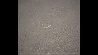 Walking My Vudu Mullet In Very Shallow Water