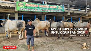 PO SUPER GAGAH SIAP QURBAN 2026‼️| SUMBER TERNAK FARM