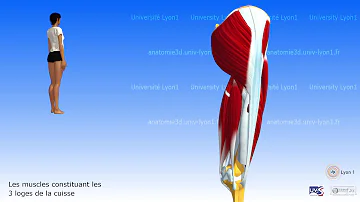 Quels sont les muscles Flechisseurs de la hanche ?