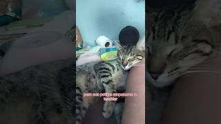 has pasado por esta situación con tu gatita? 🥹 #cat #gatos #pets #kitten #shorts