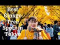 Best Ginkgo Tree Spots in Tokyo, Japan| Autumn Tourist Spots in Tokyo
