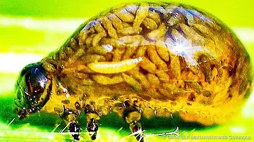 おもしろい生物