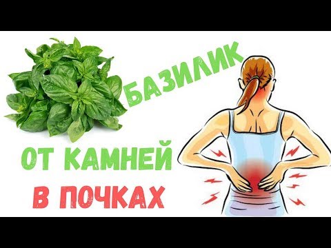 Базилик лечебные свойства и описание, приготовление и противопоказания.