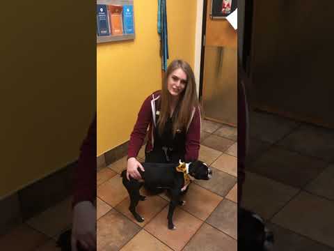 Placing dog into Lateral Recumbency