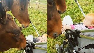 Two Horses Babysitting a Baby on the Farm