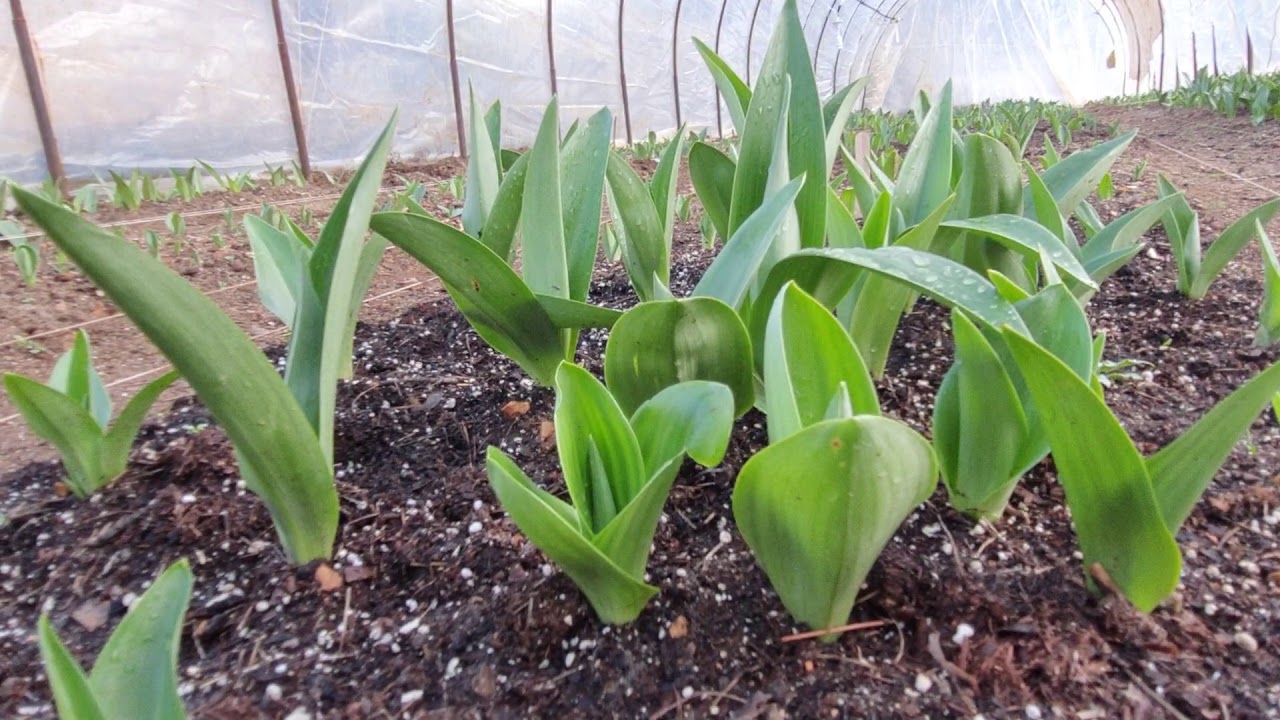 TÜRKİYE de  eşi benzeri olmayan salep bahçesi