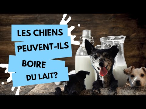 Vidéo: Comment aider un chien qui boit du lait