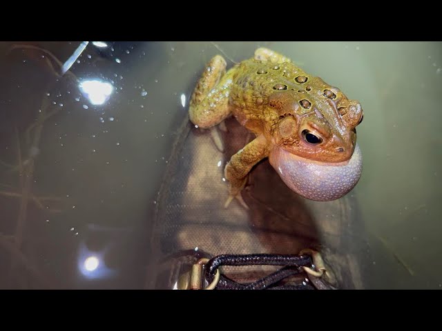 Frog Calls of Pennsylvania - YouTube