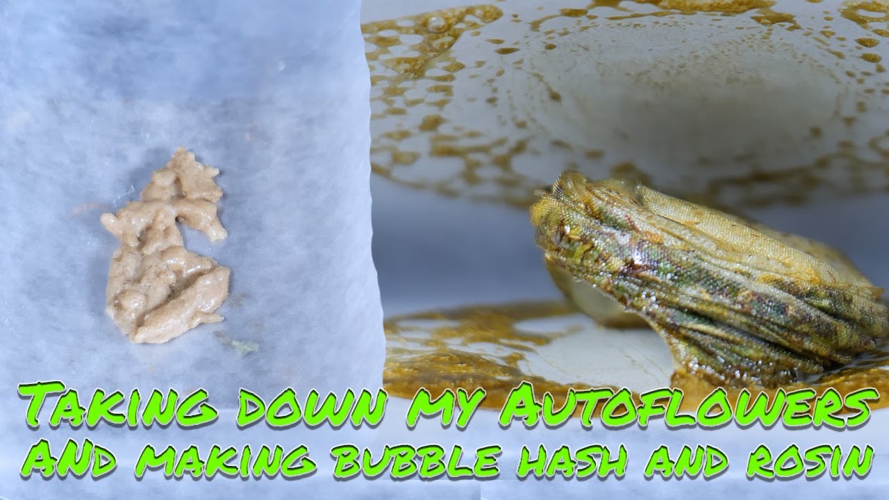 Taking down my Autoflowers and making Bubble Hash and Rosin
