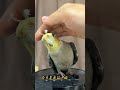 Fighting😂#cockatiel #parrot #birds #pets #foryou #funny #funnyparrot #cockatielsinging #shorts