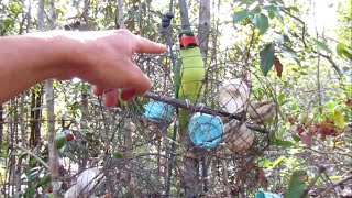 MENCARI DAN MENCOBA SPOT BARU TEMPAT MEMIKAT BURUNG BETET