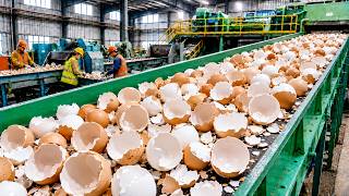 Millions of Eggshells Turned Into Luxury Countertops  Inside a Massive Recycling Factory