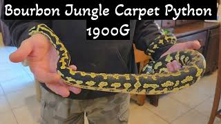 Bourbon Jungle Carpet Python 1900G