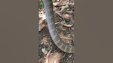 con rắn này có độc không thế m.n #shortsvideo