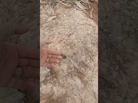 ما يدوم ف الواد غير حجارو