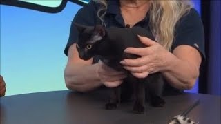 Whisker Wednesday - Meet Lizzy