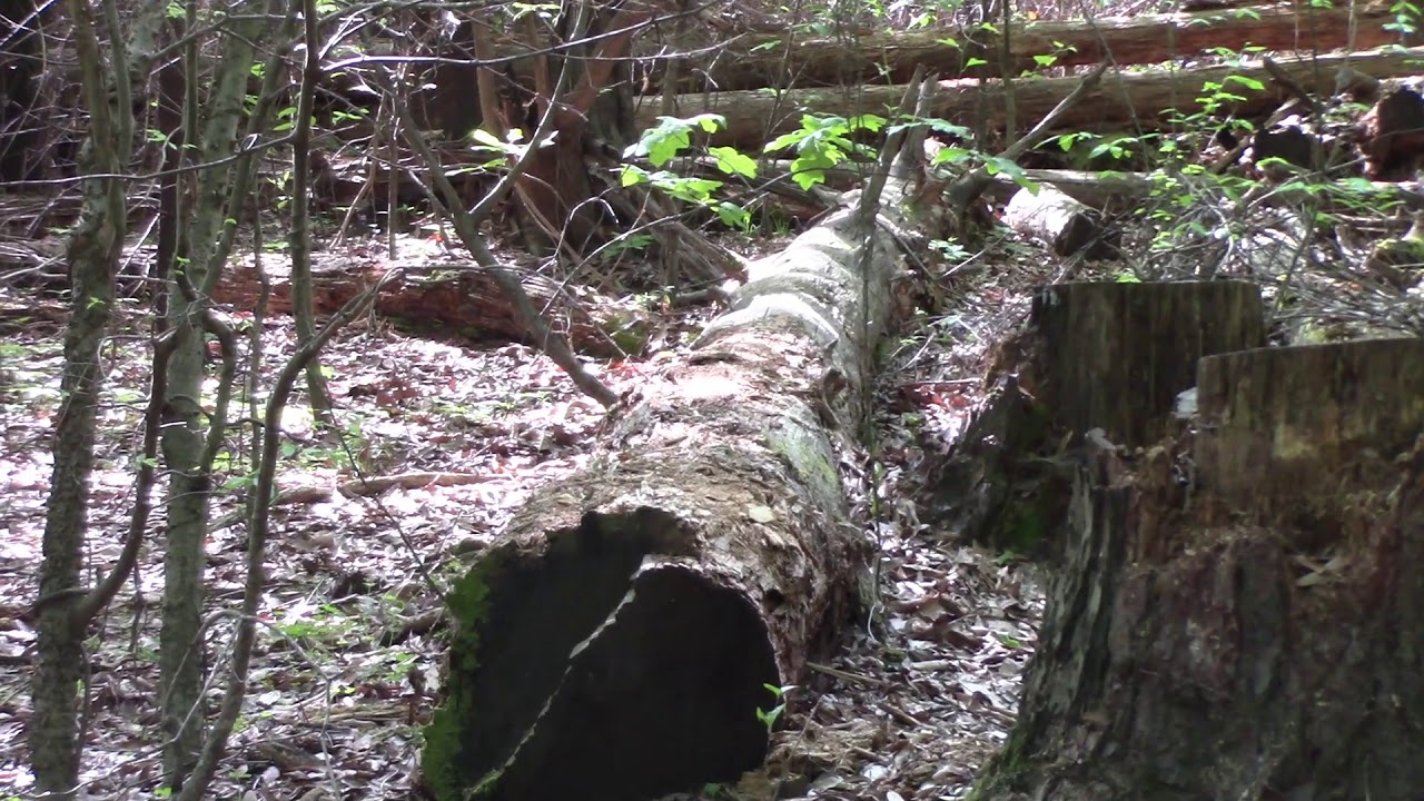 Canon HF R600 Video Test