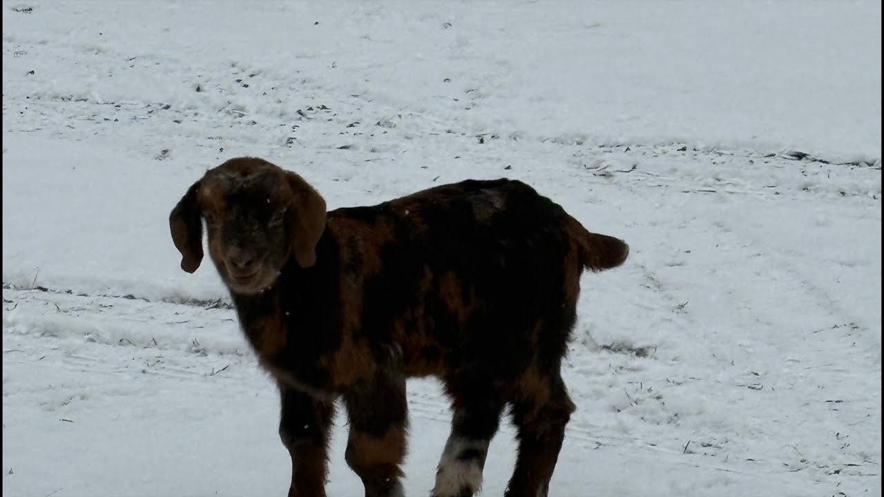 Mommy and baby goats playing in the snow @FloppyPharm 