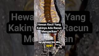 Fakta Unik Hewan Kelabang #shorts #faktaunik #faktamenarik #hewan #kelabang