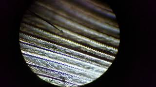 First Time Looking at A Feather 🪶 under a Microscope!