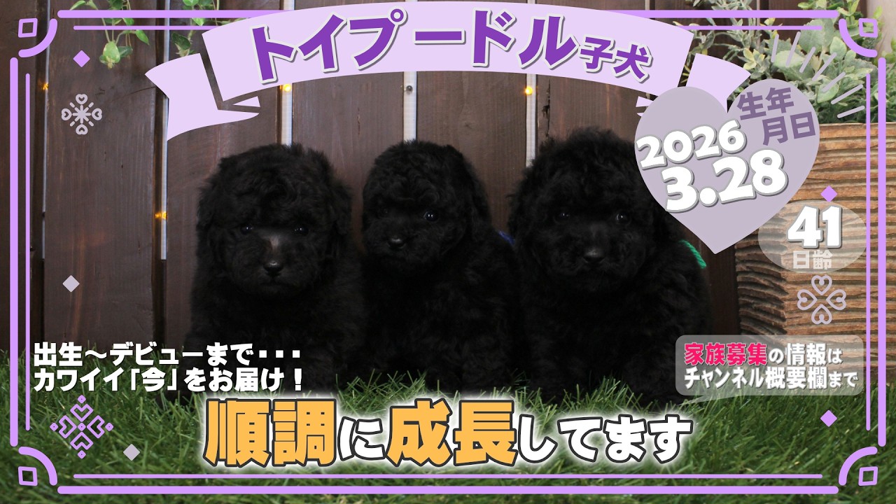 トイプードル子犬｜2026.3.28生（41日齢）｜グレー・ブラック｜男の子