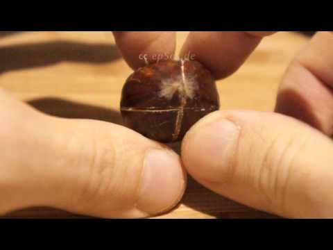 How to Cook Chestnut Properly
