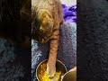 🤣🤣🫶🏻 #funny #cat #viralvideo #funnyanimal #animallife #catfunny #cute #entertaininganimals