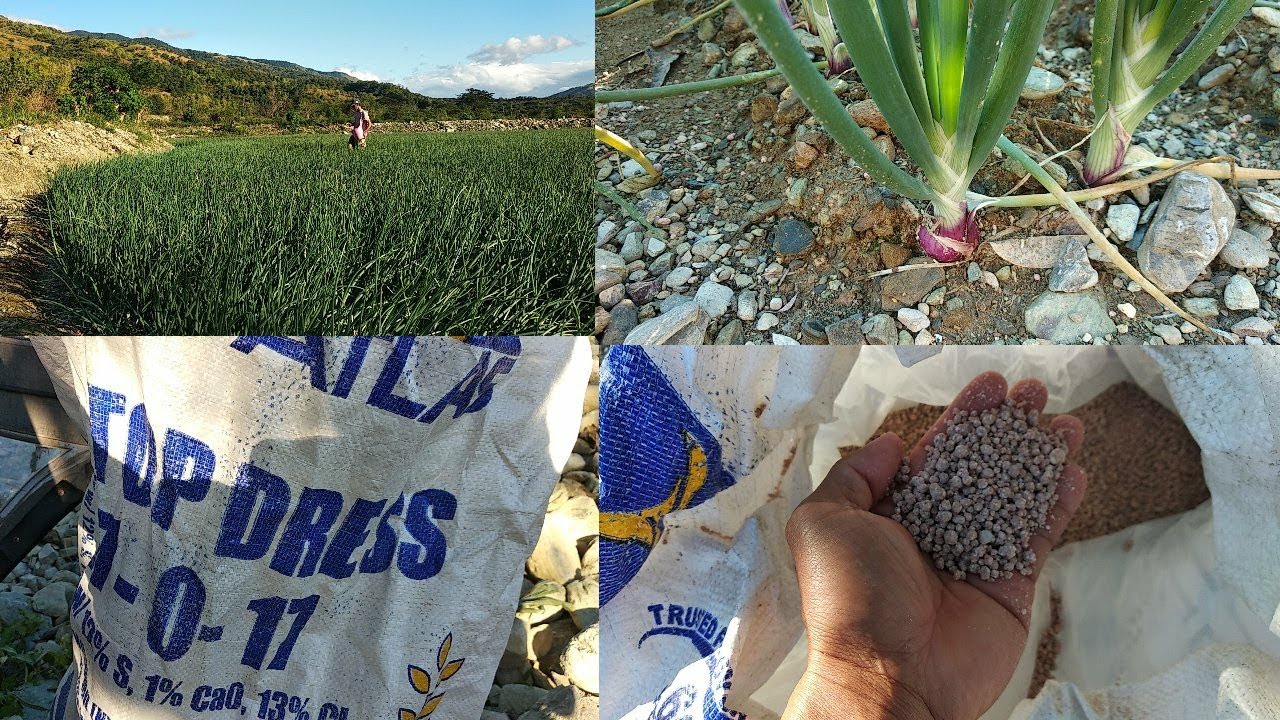 Mag apply  Pampalaman TOP 17-0-17 DRESS transplanting December 4-5-6