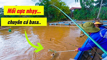 Bài Mồi Này Câu Cá Basa Mùa Nước Đổ Chưa Bao Giờ Thất Thủ.