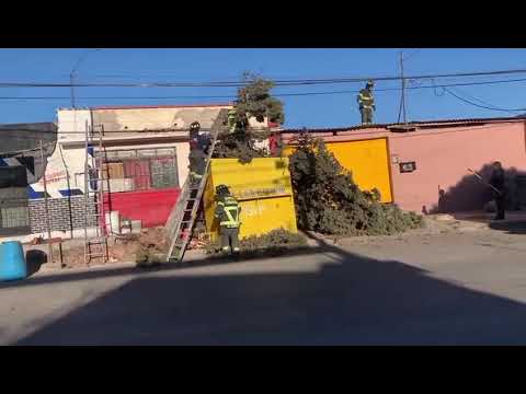 Temporal de fuertes rachas de viento derriba enorme pino en la colonia San Rafael