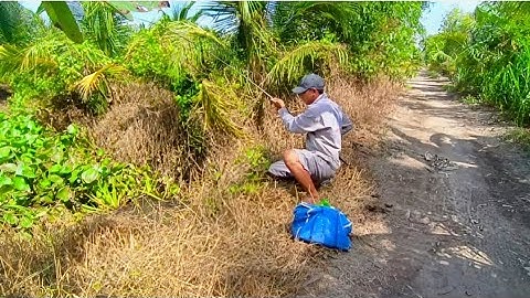 Trời ơi đụng một ổ cá thác lác khủng bỏ mòi xuống giật một hơi cả chục con.....