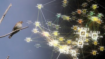 Visualizing Bird Songs: A Mathematical Model