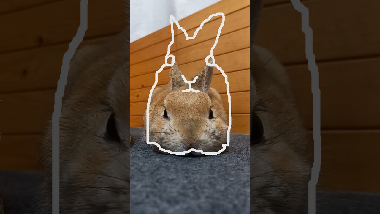 アウトライントレンドうさぎ編3　Outline Trend (Rabbit Edition3)