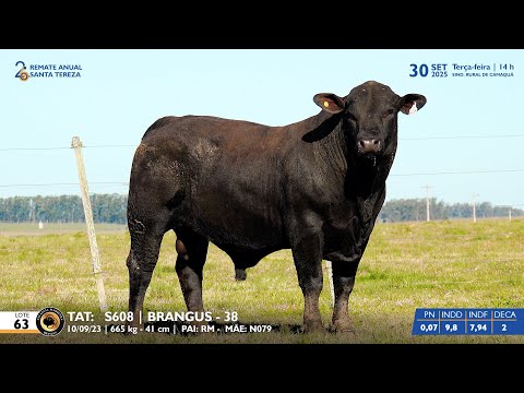 LOTE 63 TAT S608 BRANGUS Est  Madrinha