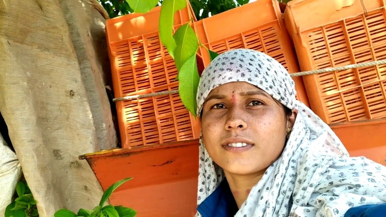 बघा आम्हाला किती गहू झाला 🥰