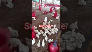 chiken farming.          #chicken #new #respect #farming #farm