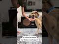 Iris video