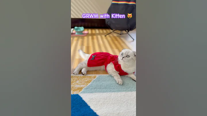 Watch the video about Get ready with Kitten 😻 #scottishfold #kitten #cat #grwm #kikicutekitty #reddress #prettycat #ros&eacute;