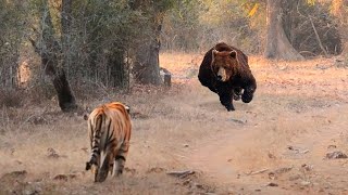 30 Moments Où Un Tigre Stupide A Attaqué Un Ours Géant ! Voici Ce Qui S'est Passé Ensuite