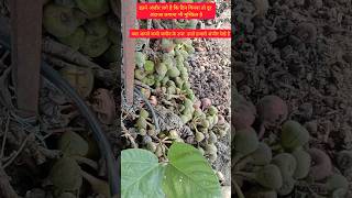 इतनी अंजीर की गिनना मुश्किल !😯 🍈🌳#shorts # अंजीर#fig tree #nature#organic gardening #fig benefits