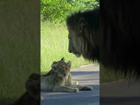 The King And His Cute Cubs Shorts Wildlife