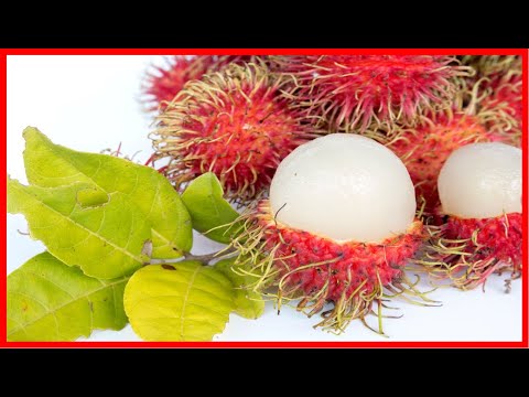 Vídeo: 11 Incríveis Benefícios Para A Saúde Do Rambutan