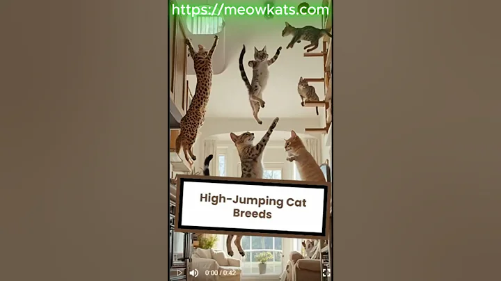 Video 9656281: wild savannah, siamese, cat breed facts, cat breeds funny, cats catlover facts, funny cat jumping, meet feline, catlover usa