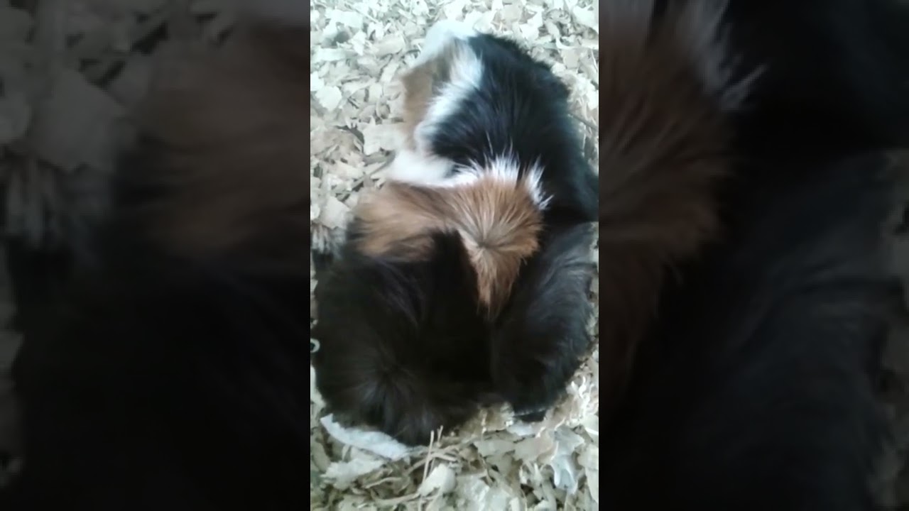 SLEEP AND WAC YOU MUST SEE