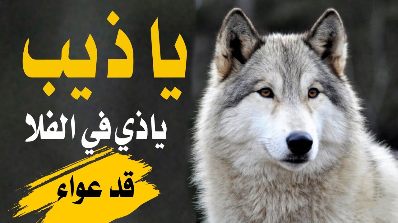 معارك شعوئ😎🔥اقوئ قصيده عن الصحب بلحن جديد👌🔥 حارق خارق 😎كلمات شاعر المنتاب سيف عزام«تسجيلات العباسي»