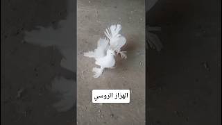 الحمام الهزاز الروسي والجمال #طيور